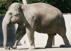 Indischer-Elefant-1.jpg